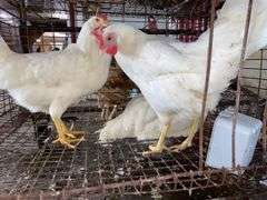 3 Leghorn Pullets