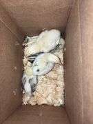 5 Barnyard Brahama Cross Chicks