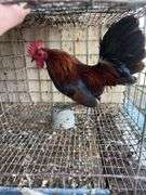 Banty Rooster