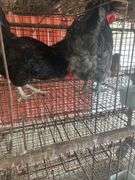 2 Maran Cross Roosters