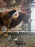 3 Roosters - 2 Bielefelder & 1 Ameraucana Mix