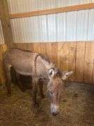 Jack Donkey - 7 Yrs Old - Friendly & Good w/ Livestock w/ Coggins Paperwork