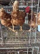 3 Red Laying Hens