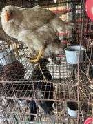 2 Meat Chickens