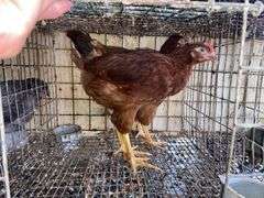 Rhode Island Red Pullets - 9 Wks Old