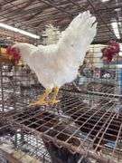 Leghorn Chicken