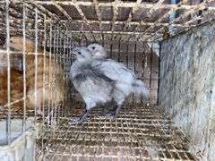 5 Lavender Orpington Pullets