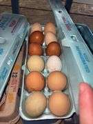 4 Doz Mixed Large/XL Eating Eggs