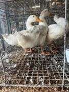 3 Jumbo Pekin Drakes - Show Quality