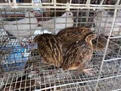 3 Jumbo Wilds Quail - 8wks Old