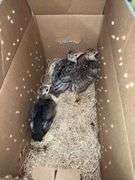 3 Narragansett Turkey Poults - 3wks Old