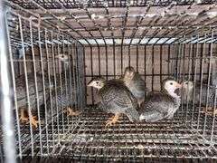 4 Guinea Keets - French Pearl & Pied