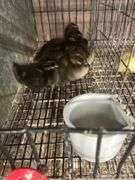 5 Khaki Campbell Ducklings - Hatched Under Hen