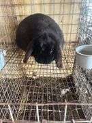 Holland Lop Buck