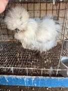 Paint Silkie Pullet