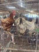 3 Easter Egger Hens