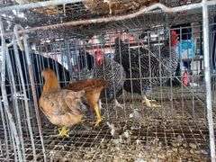 2 Barnyard Mix Hens