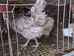2 Lavender Orpington Laying Hens - 1 Yr Old