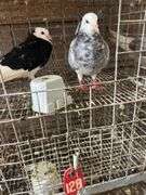 2 Roller Pigeons