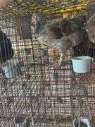 Olive Egger Cockerel