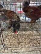 2 Easter Egger Roosters