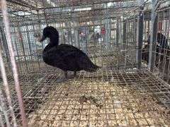 Cayuga Hen Duck