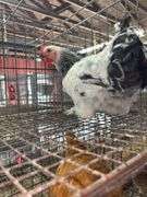 Light Brahma Chicken