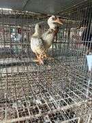 2 Indian Runner Ducks