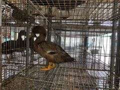 Welsh Harlequin Hen Duck