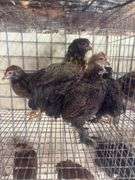 5 Ameraucana Pullet Chicks - 3 Months Old