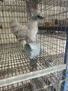Painted Satin Silkie Pullet