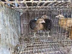 2 Bielefelder Pullets