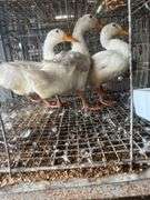 3 Jumbo Pekin Drakes - Show Quality