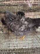2 Mini Frizzle Pullets
