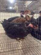 3 Turkens