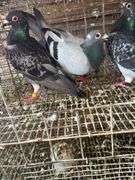 3 Homing Pigeons