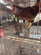 Rhode Island Red Rooster - Mean