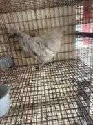3 Mille Fluer D'uccle Pullets - 3 Months Old