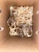 5 Bourbon Red Turkey Poults