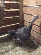 Young Bronze Hen Turkey - Currently Laying Eggs