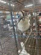 Gander Chinese Goose