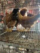 3 Roosters - 2 Bielefelder & 1 Ameraucana Mix