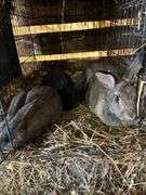 New Zealnd Doe w/ 2 Bunnies - Selling as Family