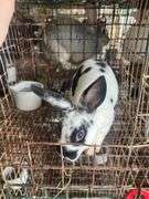 Rex Doe - 14wks Old