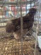 Chocolate Silkie Rooster