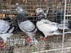3 Tippler Pigeons