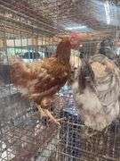 3 Easter Egger Hens