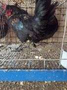 2 Barnyard Mix Cockerels