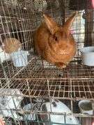 Proven Thriantra Doe w/ Pedigree