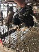 2 Silver Laced Pullets